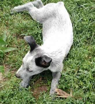 Medium Photo #1 Australian Stumpy Tail Cattle Dog Puppy For Sale in APLINGTON, IA, USA