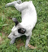 Small Photo #1 Australian Stumpy Tail Cattle Dog Puppy For Sale in APLINGTON, IA, USA