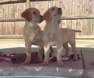 Golden Retriever Litter for sale in VISALIA, CA, USA