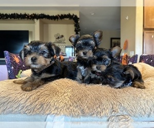 Yorkshire Terrier Litter for sale in OAK HILLS, CA, USA