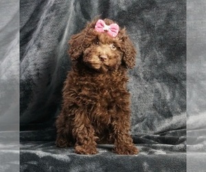 Poodle (Toy) Litter for sale in WARSAW, IN, USA