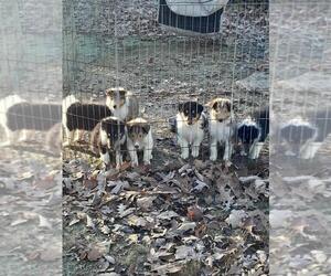 Collie Litter for sale in HEDGESVILLE, WV, USA