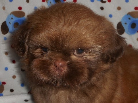 Medium Photo #1 Shih Tzu Puppy For Sale in DIXON, IL, USA