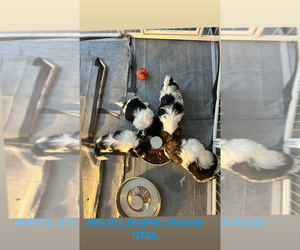 Shih Tzu Litter for sale in MIDWAY, GA, USA