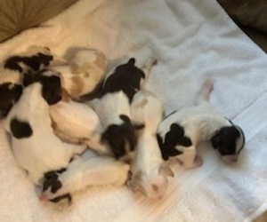 Brittany Litter for sale in TITUSVILLE, FL, USA