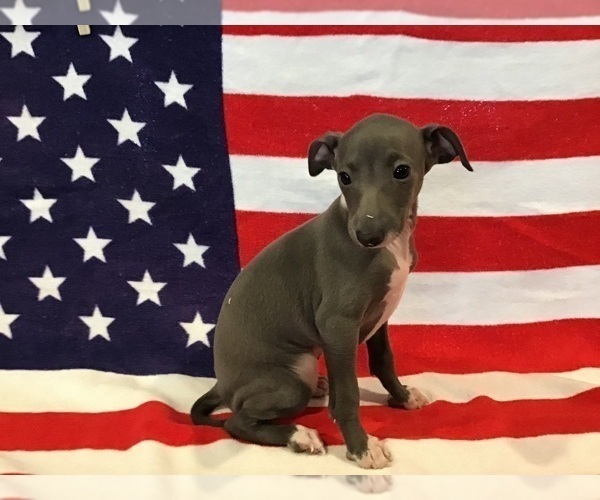 Medium Photo #1 Italian Greyhound Puppy For Sale in LAS VEGAS, NV, USA