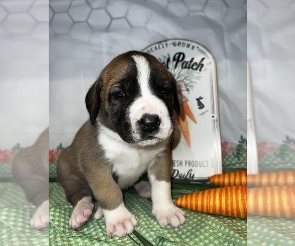 Medium Photo #1 Saint Dane Puppy For Sale in RAINIER, WA, USA