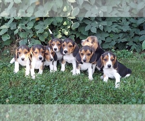 Beagle Litter for sale in FRYTOWN, IA, USA