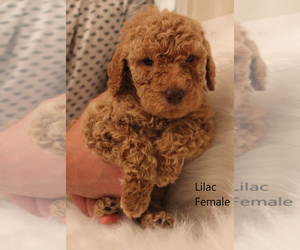 Goldendoodle Litter for sale in GREENFIELD, TN, USA