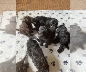 Goldendoodle Litter for sale in WESTFIELD, NC, USA