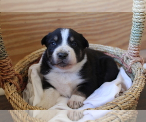 Border Collie Litter for sale in BROWNSVILLE, TN, USA
