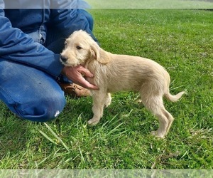 Labradoodle Litter for sale in FILLMORE, NY, USA