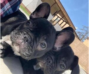 French Bulldog Litter for sale in CHULA VISTA, CA, USA