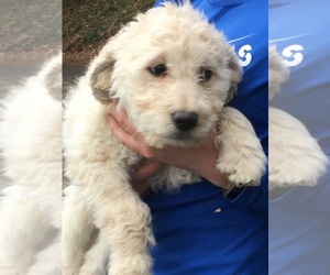 Goldendoodle Litter for sale in MIDDLEBURG, PA, USA