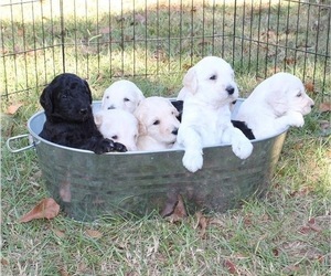 Labradoodle Litter for sale in COLUMBUS, MS, USA