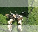 Small Photo #1 Beagle Puppy For Sale in PLATTEVILLE, WI, USA