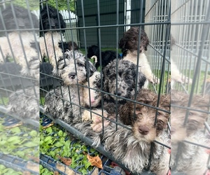 Aussiedoodle Litter for sale in CANFIELD, OH, USA