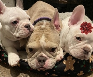 French Bulldog Litter for sale in NEWHALL, CA, USA