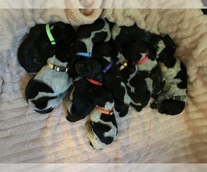 German Shorthaired Pointer Litter for sale in OXFORD, FL, USA