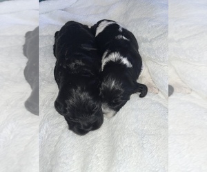 Cocker Spaniel Litter for sale in LEANDER, TX, USA