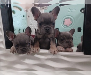 French Bulldog Litter for sale in TAMPA, FL, USA