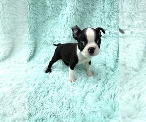 Boston Terrier Litter for sale in BOWLING GREEN, KY, USA