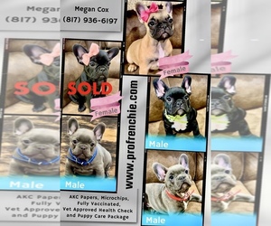 French Bulldog Litter for sale in BOYD, TX, USA