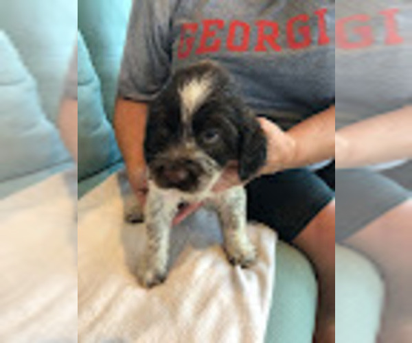 Medium Photo #1 English Springer Spaniel Puppy For Sale in ROCK SPRING, GA, USA