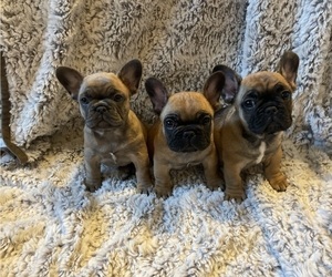 French Bulldog Litter for sale in OAKDALE, CA, USA