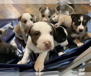 Alaskan Husky-American Pit Bull Terrier Mix Litter for sale in COMANCHE, OK, USA