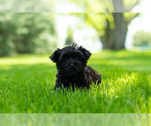 Shorkie Tzu Litter for sale in NAPPANEE, IN, USA