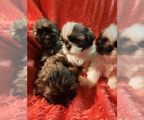 Medium Photo #1 Shih Tzu Puppy For Sale in THAYER, IA, USA