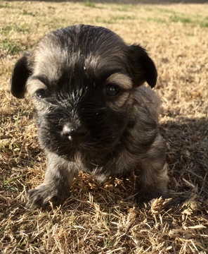 Medium Photo #1 Havanese Puppy For Sale in AUBREY, TX, USA