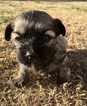Small Photo #1 Havanese Puppy For Sale in AUBREY, TX, USA