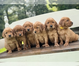 Golden Irish Litter for sale in SHEDD, OR, USA