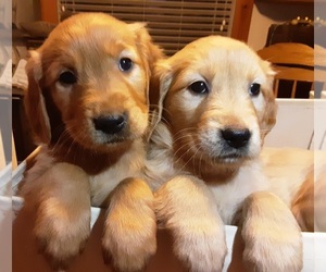 Golden Retriever Litter for sale in WARSAW, MO, USA