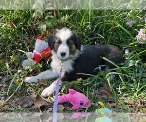 English Shepherd Litter for sale in MAMMOTH SPG, AR, USA