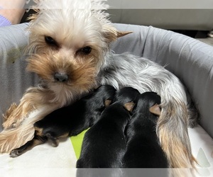 Yorkshire Terrier Litter for sale in NORTH HIGHLANDS, CA, USA