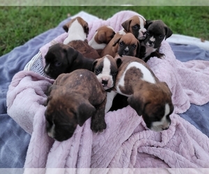 Boxer Litter for sale in BECKER, MN, USA