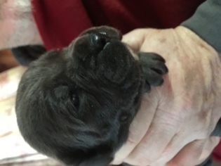 Cane Corso Litter for sale in MUNCIE, IN, USA