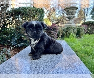 Shih Tzu Litter for sale in HAYWARD, CA, USA