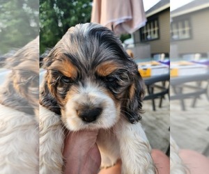 Cocker Spaniel Litter for sale in KOKOMO, IN, USA