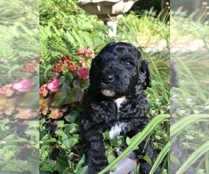 Bernedoodle Litter for sale in WHITE LAKE, WI, USA