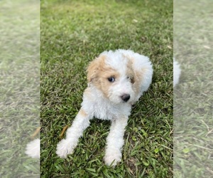 F2 Aussiedoodle-Poodle (Standard) Mix Litter for sale in FOREST, MS, USA