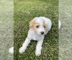 Small F2 Aussiedoodle-Poodle (Standard) Mix