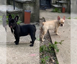 French Bulldog Litter for sale in WEEHAWKEN, NJ, USA