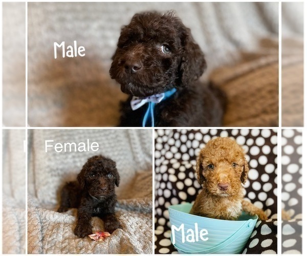 Medium Photo #1 Poodle (Standard) Puppy For Sale in CLAYTON, NC, USA