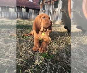 Bloodhound Litter for sale in JOPLIN, MO, USA