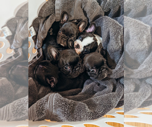 French Bulldog Litter for sale in GAINESVILLE, MO, USA