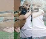 Small Photo #1 Boxer Puppy For Sale in BUSHYHEAD, OK, USA